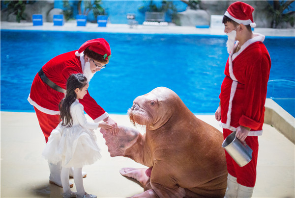 惊喜6-圣诞老人与海象