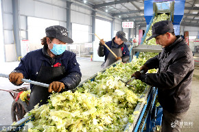 山东枣庄自主研发处理废弃白菜帮设备 改善农村生态环境