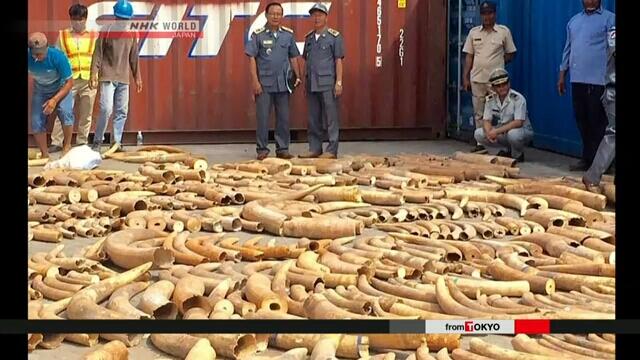柬埔寨一次性缴获超3吨象牙，创下历史最高记录