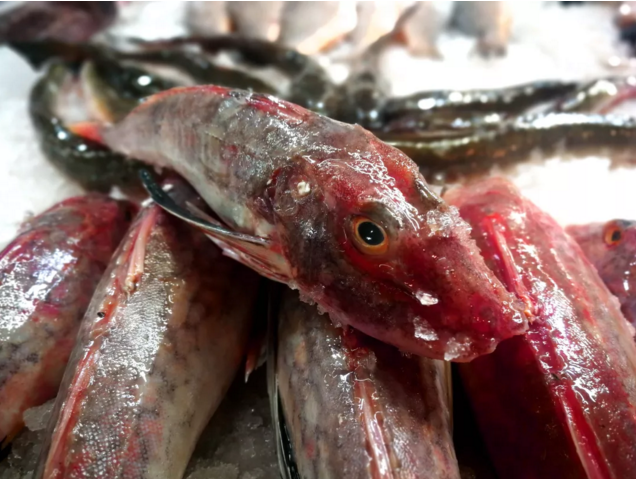 青岛人都懂的：鱼中“红娘子”大量上市 价廉味道美