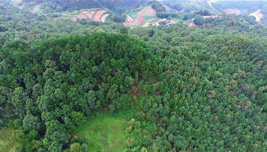 淄博发布“3322”林业重点工程进展情况 已完成生态修复3000亩