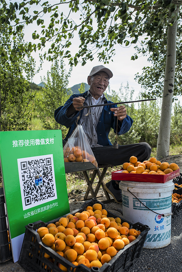《杏福生计》农民卖杏子用上了“微信支付”（徐福祥）
