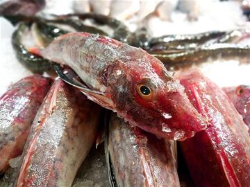 红头鱼价格低廉味道鲜美 成为青岛市民餐桌新宠