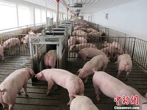 安徽池州、江西上饶、湖南娄底非洲猪瘟疫区解除封锁