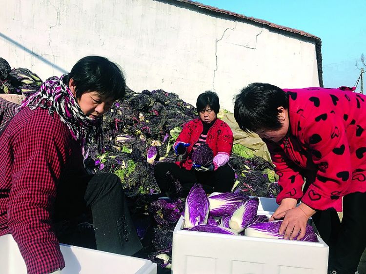 莱城区牛泉镇：有机紫白菜增加农民收入