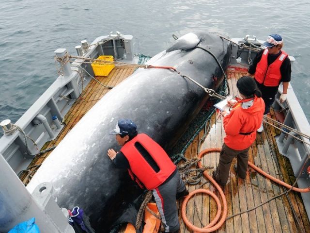 执意商业捕鲸 日本退群遭痛批