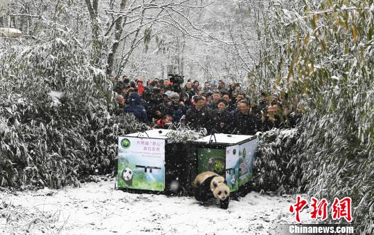 两只人工圈养大熊猫被放归自然 系成都范围内首次