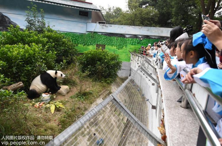 广西柳州动物园为大熊猫“明浜”举办生日会