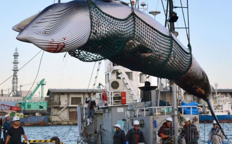 就是这么任性！日本政府“退群”后计划在公海商业捕鲸