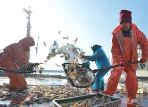 八带鮹、大虾、红头鱼！ 新年青岛渔民首捕迎丰收