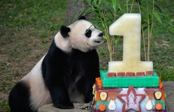 美国政府停摆熊猫直播也停了 美熊猫爱好者炸了锅……