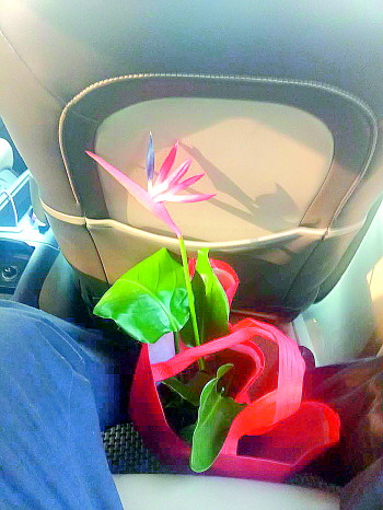 奇葩事!济南市民买绿植竟是塑料花,店家曾说“会开花”