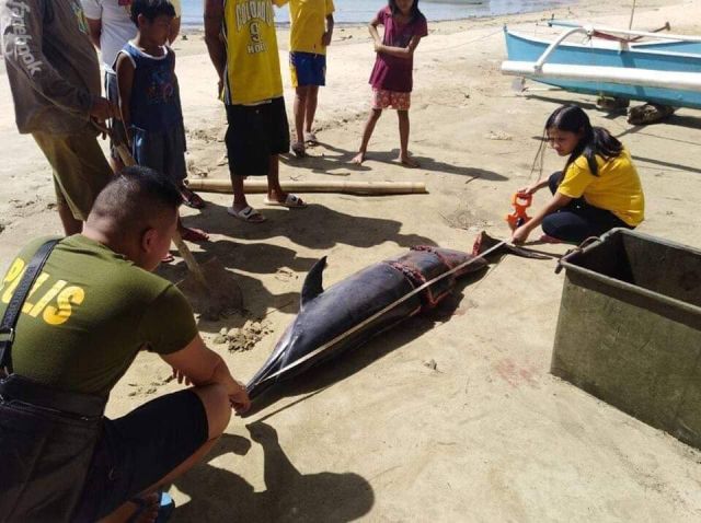 两名菲律宾渔民因杀害海豚被捕 辩称当时喝醉了...
