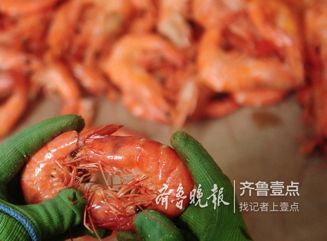 滨州父子俩，一年能卖二三十万斤虾