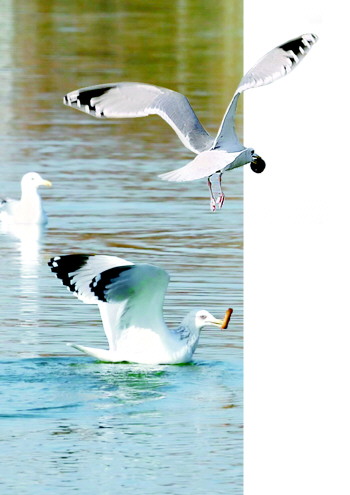 真稀罕，济南大明湖竟飞来海鸥！动物专家：确实是