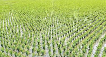 桓台成为淄博首个全国“主要农作物生产全程机械化示范县” 