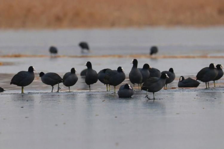 壮观！青岛白沙河畔越冬候鸟排队领“爱心粮”(图)
