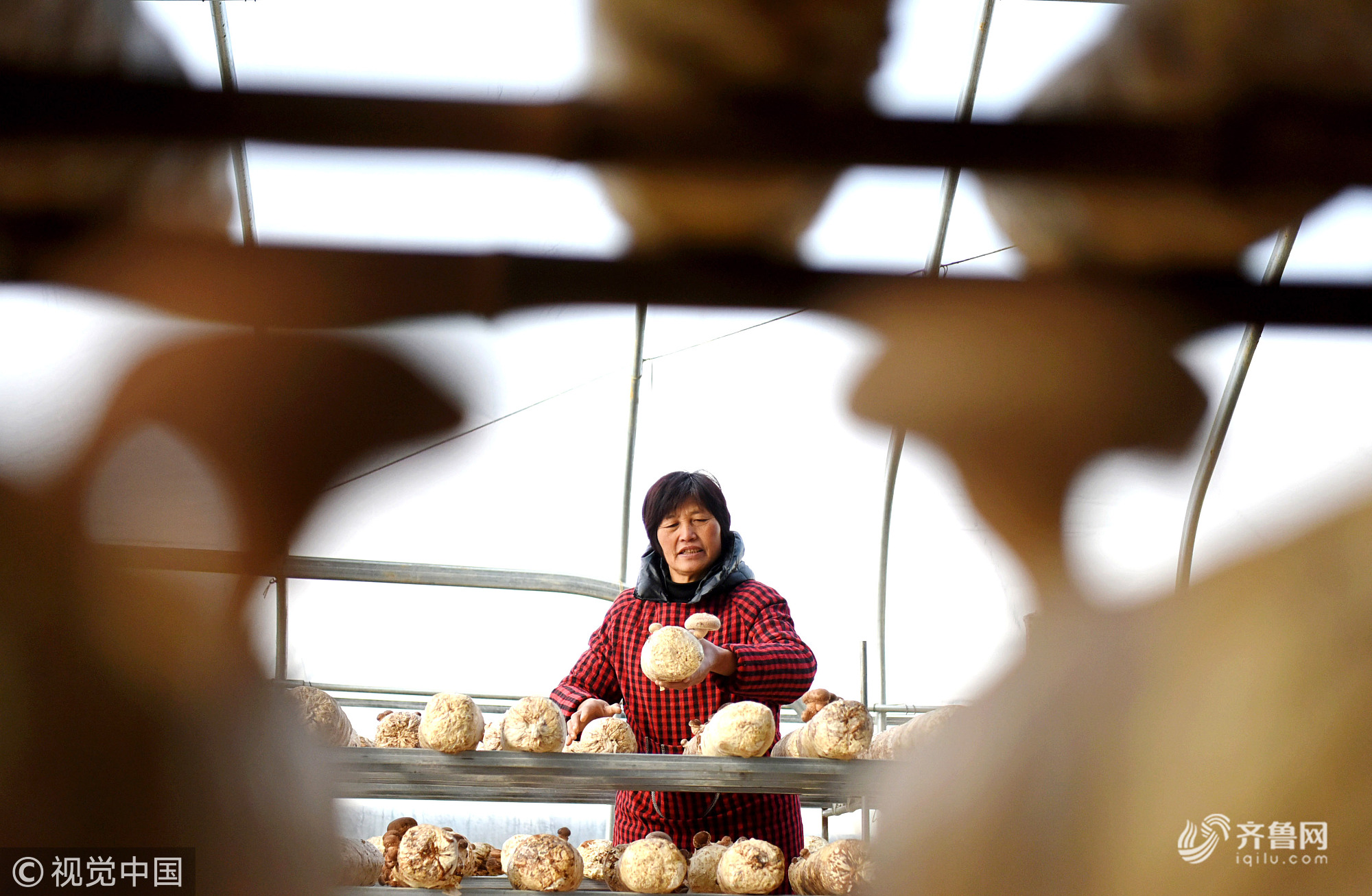 山东淄博：探访沂源香菇种植基地 香菇产业带动农民增收