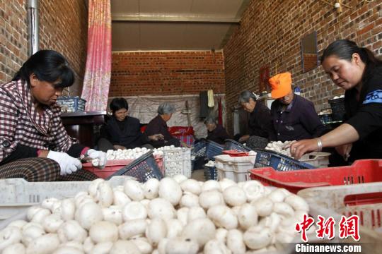 “小产业”筑牢脱贫“大文章” 山西沁县大力发展双孢菇产业