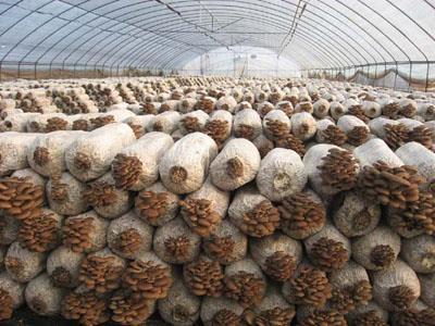 菌菇撑起亿元大产业 聊城食用菌产业敲开乡村振兴大门