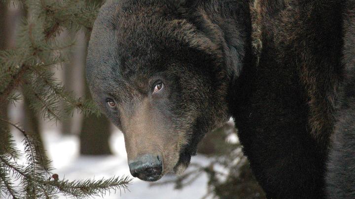 美国三岁男孩森林迷路两天 遇黑熊“热心帮忙”终获救