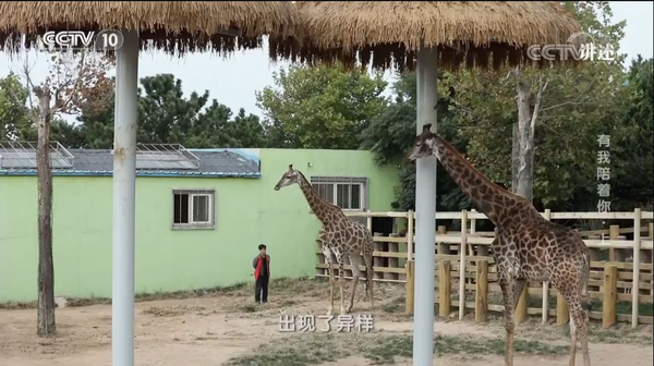 威海这家山野生动物世界上央视!讲述长颈鹿生