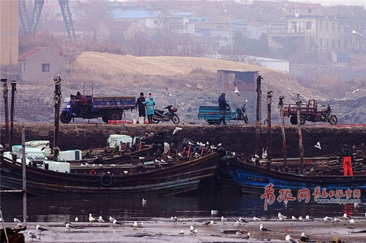 新春首航青岛渔船满载而归 刚上岸就被等候已久人们抢空