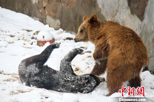 迎瑞雪动物也“疯狂” 无锡动物园上演“熊”之欢乐