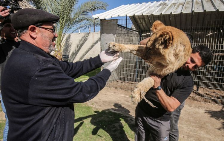 为使游客与狮子玩耍，加沙一动物园给狮子“去爪”