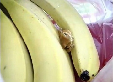 济宁一市民买香蕉藏着一只青蛙！通体金黄，是个啥