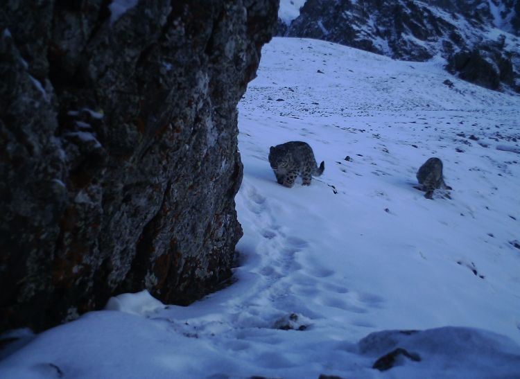 新疆：雪豹出现在天山森林里