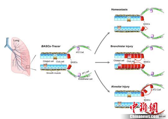 上海科学家研究发现“肺多能干细胞” “跨界”参与肺脏再生