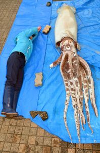 日本近海发现一只大王乌贼尸体，全长3.4米