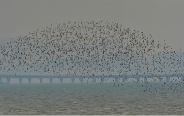 候鸟迁徙季来了！青岛国家海洋公园万鸟翔集场面壮观
