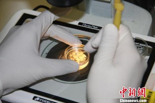 “三问”基因编辑 中国科学家提出安全检测新方法