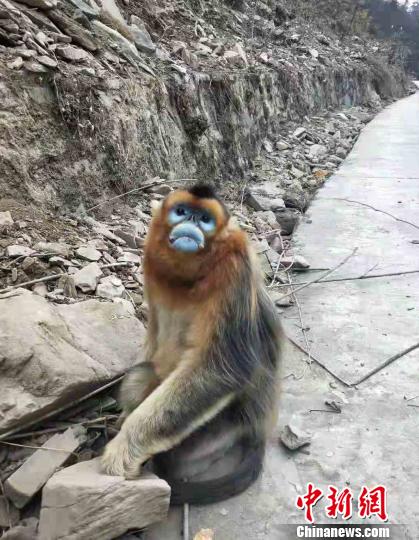 四川宝兴：疑似猴王争夺 受伤金丝猴已被救助