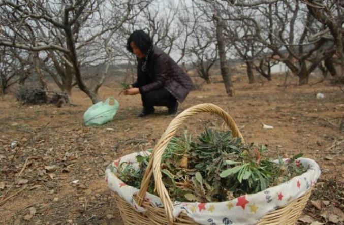 荠菜,苦菜,面条菜 青岛最适合挖野菜的地方是这!