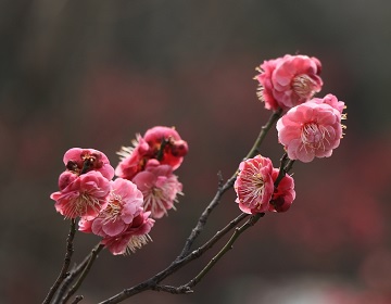 济南：梅花盛开报春来 尽享春日美好时光