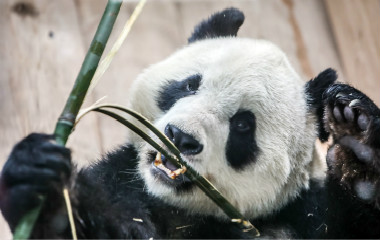 大熊猫“华奥”亮相济南 憨态可掬“表情包”层出