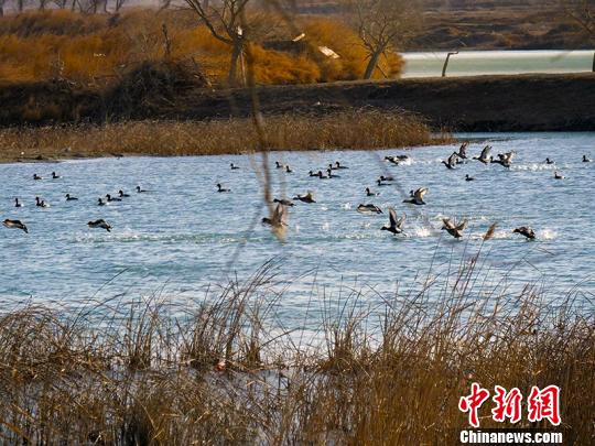 新疆且末县生态环境改善 引数千野鸭栖息