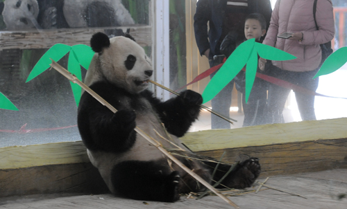济南动物园来了只有故事的大熊猫