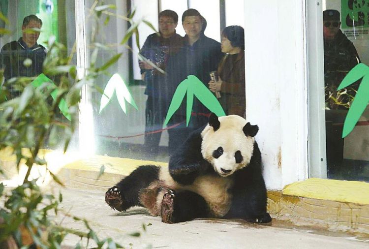 新来大熊猫“华奥”亮相济南动物园