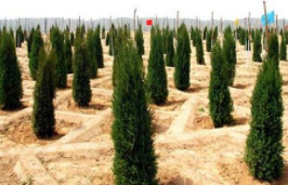淄博去年植树造林5万余亩 发挥调节气候、净化空气等服务价值