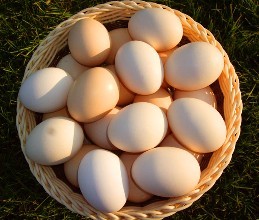 4月1日起张店将推行“鲜鸡蛋”双证制管理