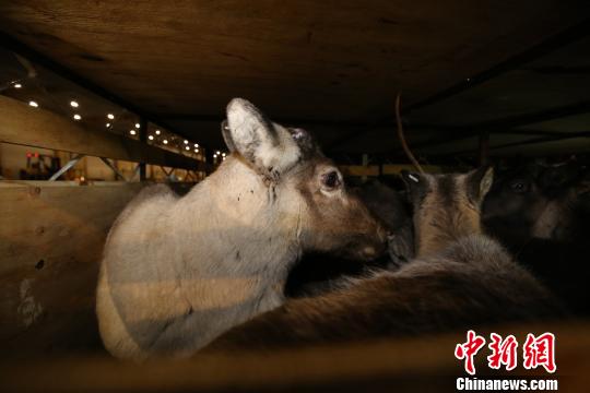 内蒙古3年引进179头驯鹿 欲打造中国最大驯鹿繁育中心