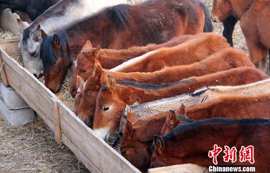 新疆和硕县引进优良马种发展马产业“甜”了民心