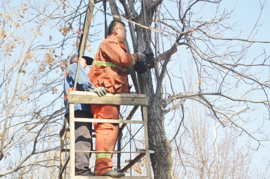 淄博高新区2400棵楸树集体“理发”