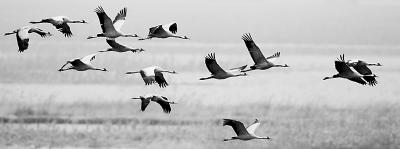 三万候鸟过境北京 监测发现带有环志标志白枕鹤