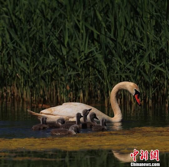 中国八大淡水湖之一乌梁素海实施生态补水