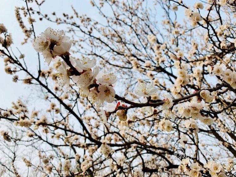花开三月，榆叶梅山茱萸点缀多彩泉城
